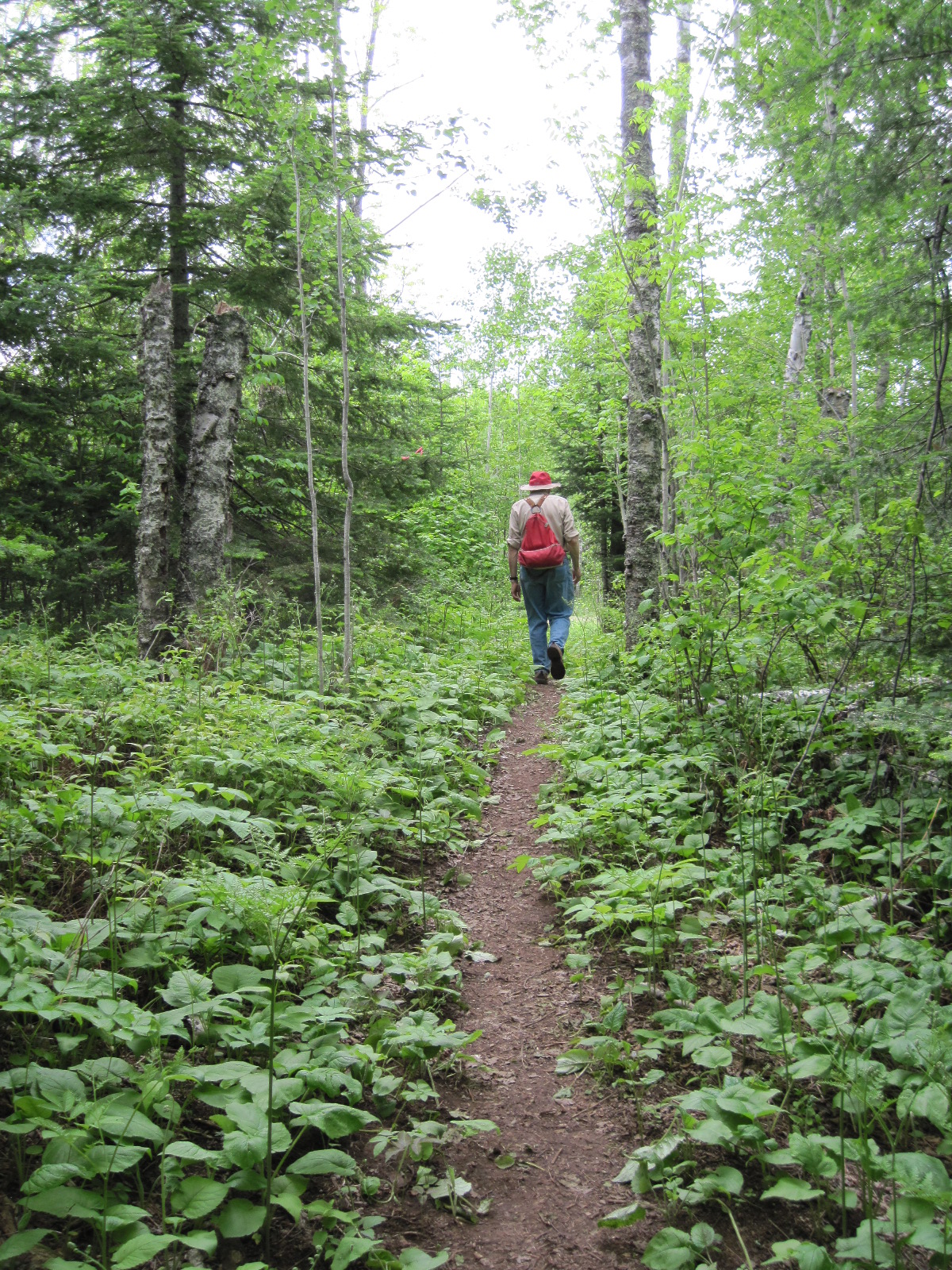 Day Hiking -Superior Hiking Trail | Hiking in Minnesota