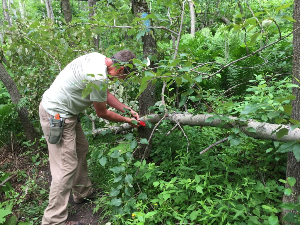Larry Sampson, who leads our Duluth-area Trail Maintenance events, uses a handsaw to clear downfall from the Superior Hiking Trail. Photo courtesy of Sam Cook.